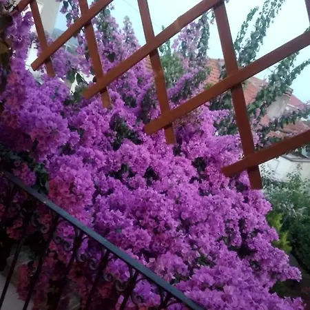 La Bouganville *